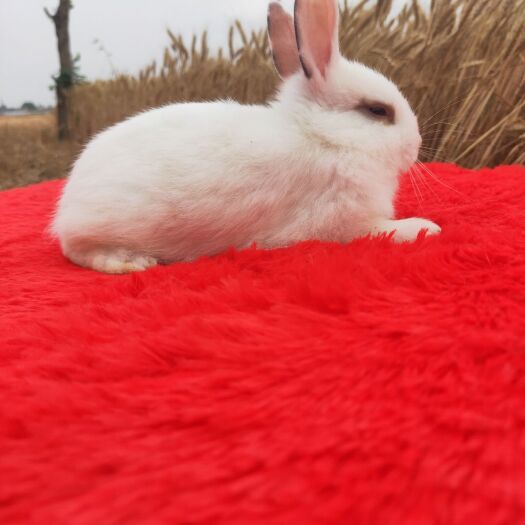 太和县侏儒兔成年后1.5斤到2.5斤左右。