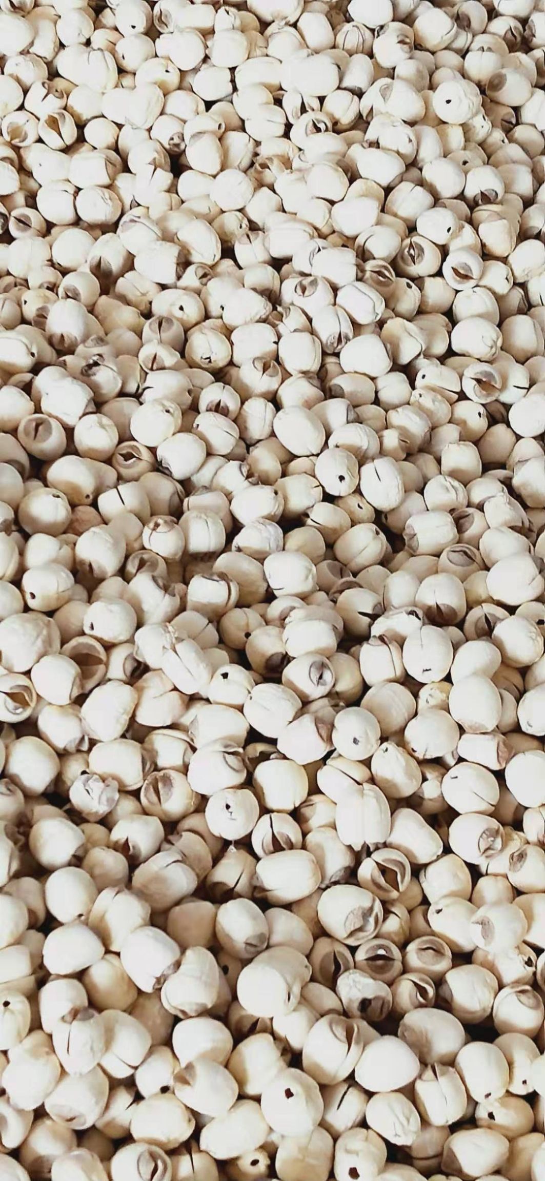 莲子  农户家手工白莲！质量保证，烘干度