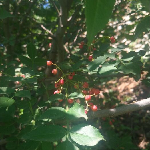 平阴县 正宗山东花椒