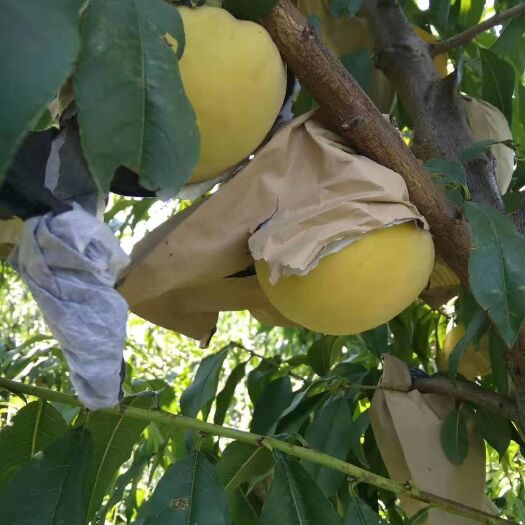 乾县 新鲜上市的锦绣黄桃，各大味美汁多，的无公害果品