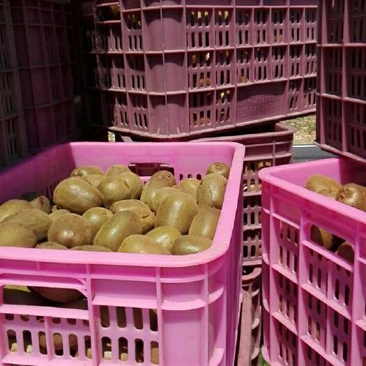 永顺县米良一号猕猴桃