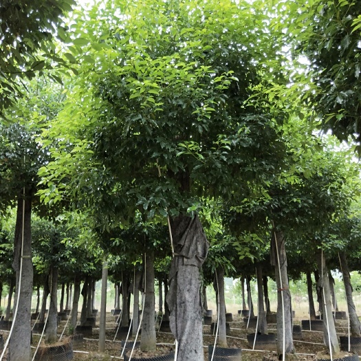 益阳 香樟