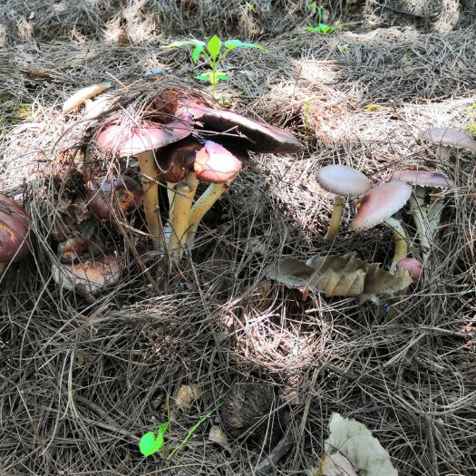宜良县 林下种植姬松茸，10亩本周刚上市可摘