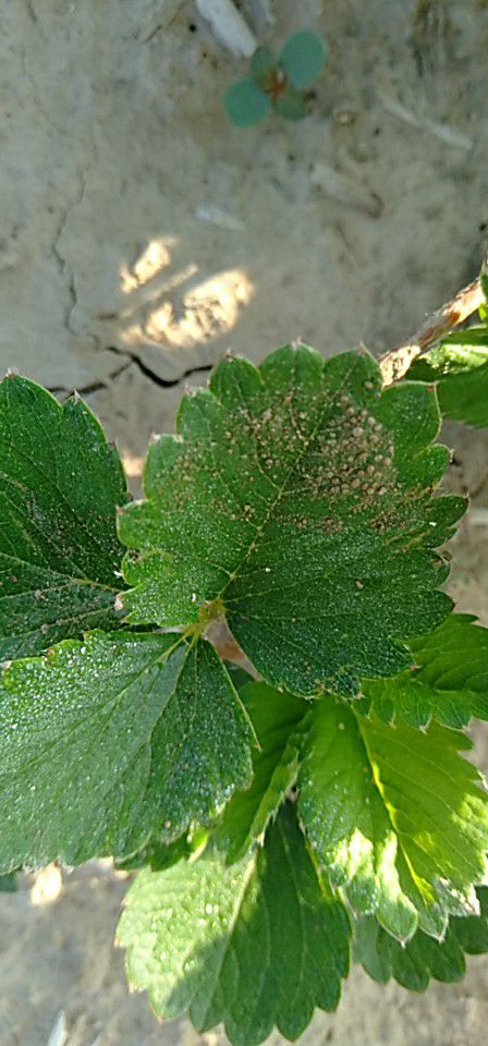 奶油草莓苗 10~20公分 地栽苗