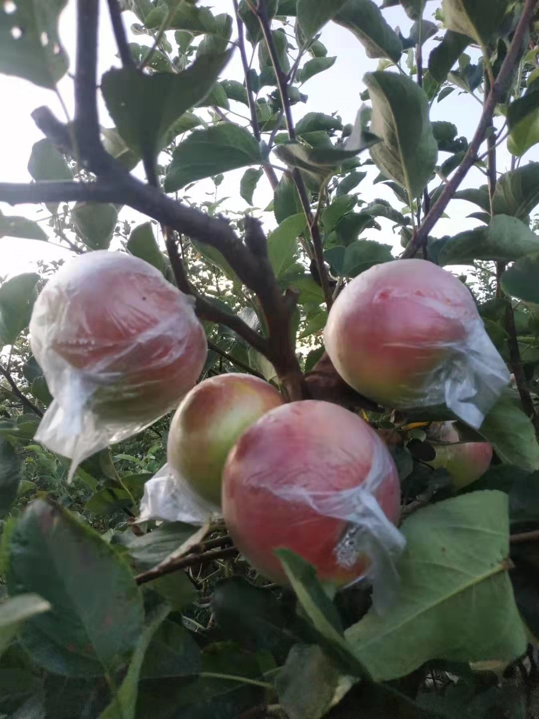 沂水县美八苹果  苹果，红富士苹果，冰糖心苹果等等，产地批发价格便