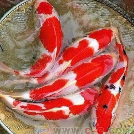 广州锦鲤鱼苗