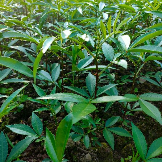 利川市 九叶青花椒苗 花椒苗 九叶青花椒树一手货源自产自销