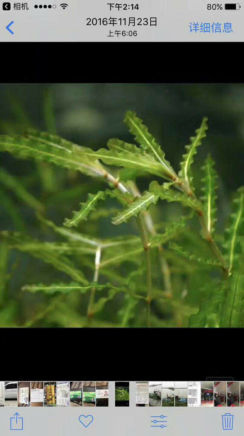 麦黄草籽是虾蟹塘专用冷水草。也是虾蟹的饵料。