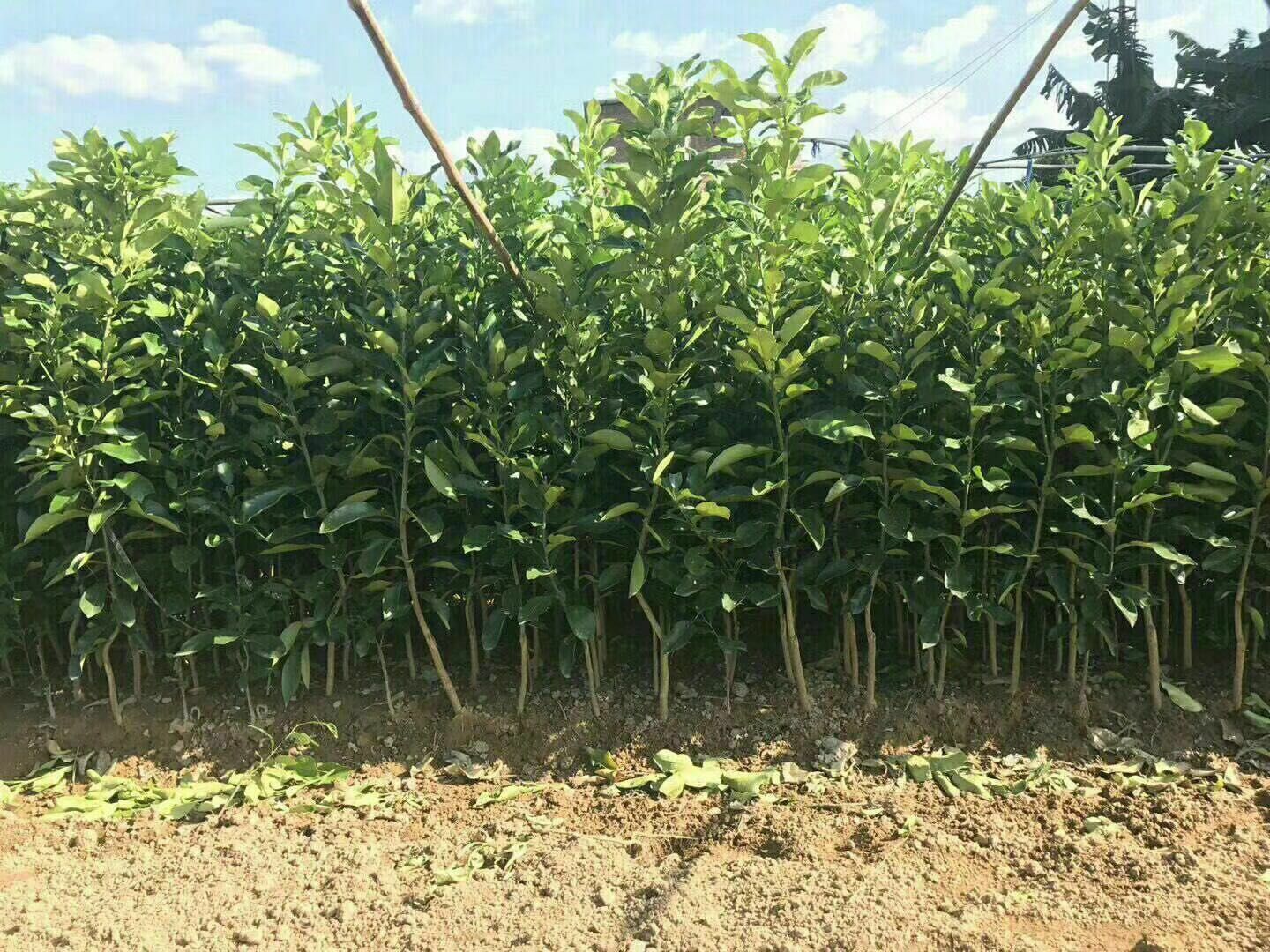 宫川蜜桔苗 正宗黄岩宫川柑橘苗一年苗