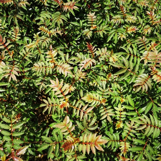 汉源县 花椒苗，苗体健壮，根须发达，成活率高，2～3年挂果，直供