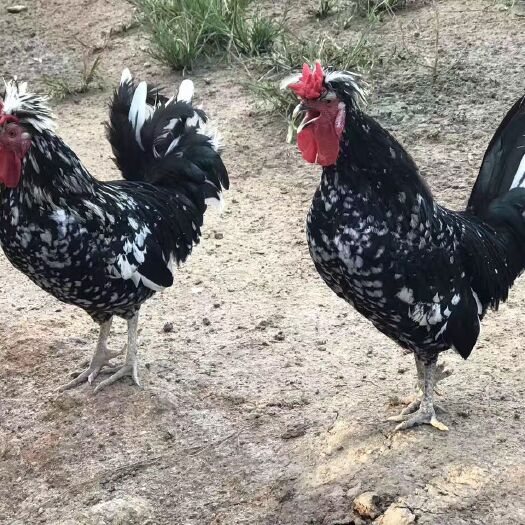 南宁 贵妃鸡苗