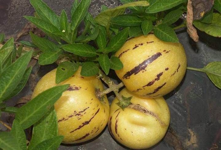  石林县西街口镇人参果