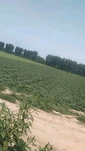 廊坊龙薯九号 混装通货 红皮