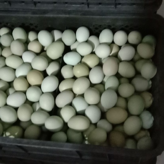 新民市绿壳鸡蛋 食用 散装