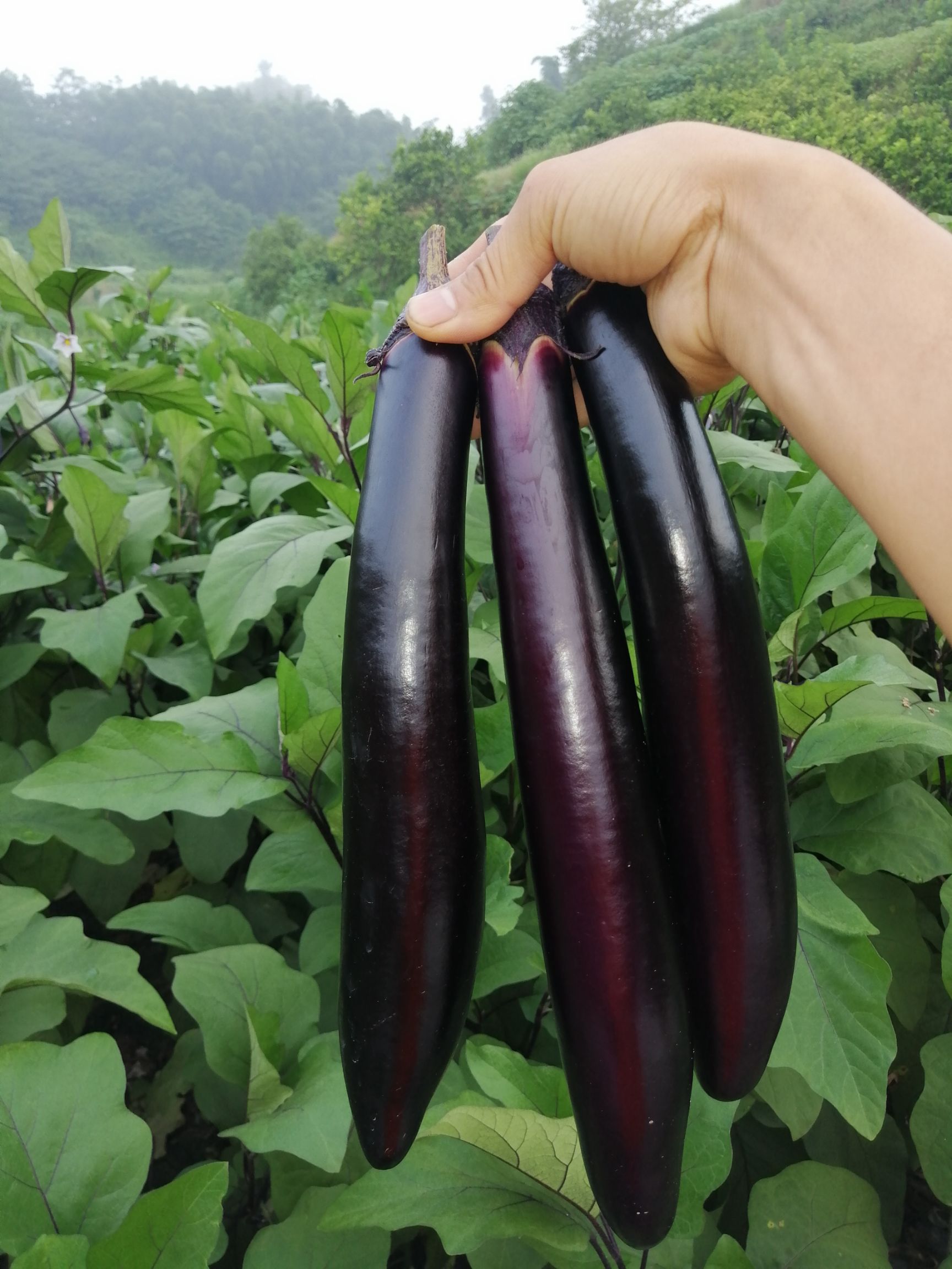 口感茄子种子，种都高科！