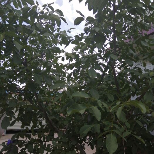 澄城县 香玲青皮核桃