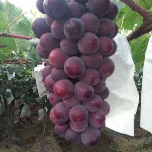 西安 户太八号葡萄