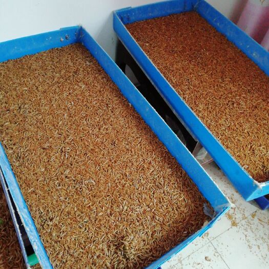 舞钢市黄粉虫 出售作宠物饲料，批发价十元，零售价十二元。料。