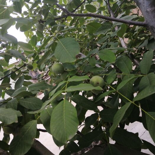 澄城县 青皮香玲核桃