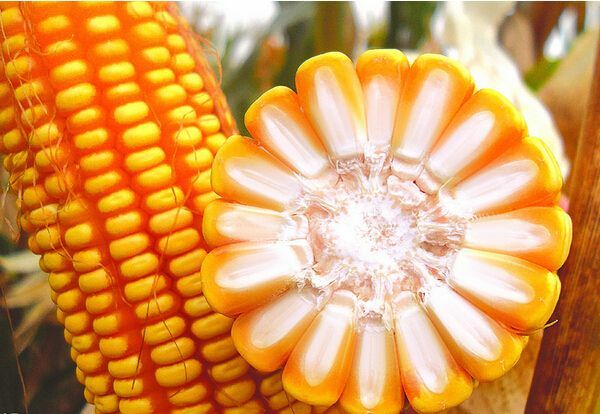 玉米干粮 玉米 蠡玉88