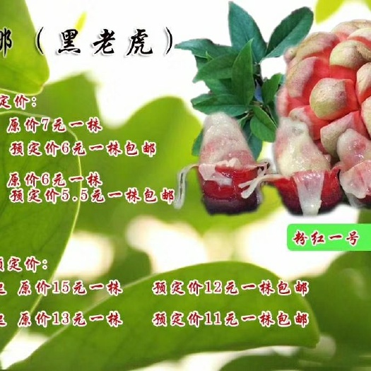 鄱阳县粉红黑老虎苗 布福娜黑老虎两年苗及种子