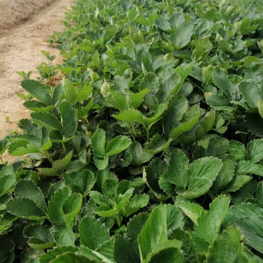 平度市 甜宝（章姬）草莓苗批发