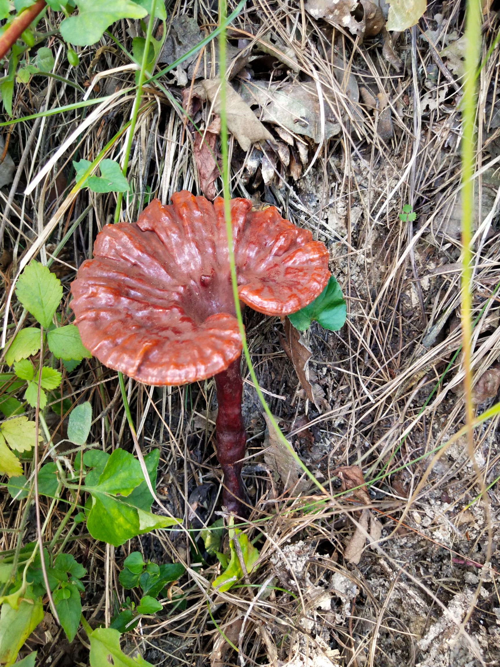 野生灵芝菌