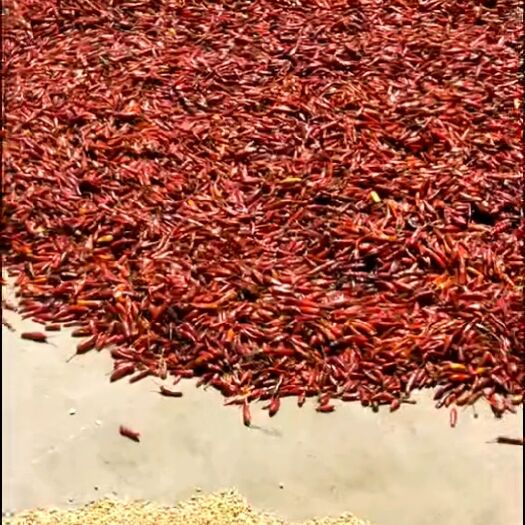 彝良县 干辣椒  二荆条