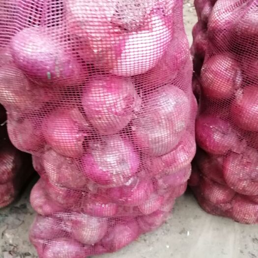 金乡县 大量供应二红洋葱次葱