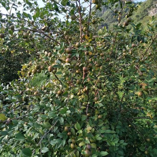 河池茶籽  生油茶果