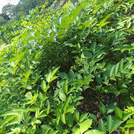 南宁吴茱萸苗