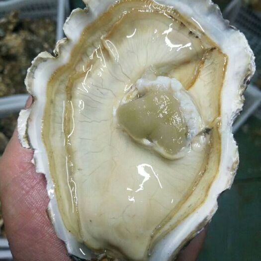 庄河市大连生蚝 大连蚝，单体二倍体，三倍体