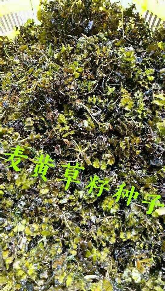 麦黄草籽是虾蟹塘专用冷水草