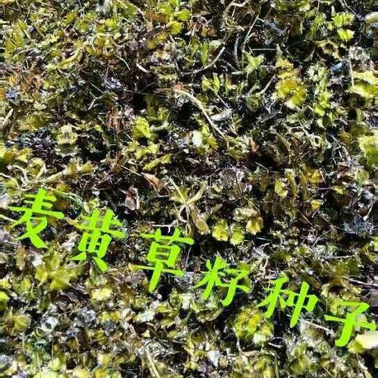 麦黄草籽是虾蟹塘专用冷水草。也是虾蟹的饵料。