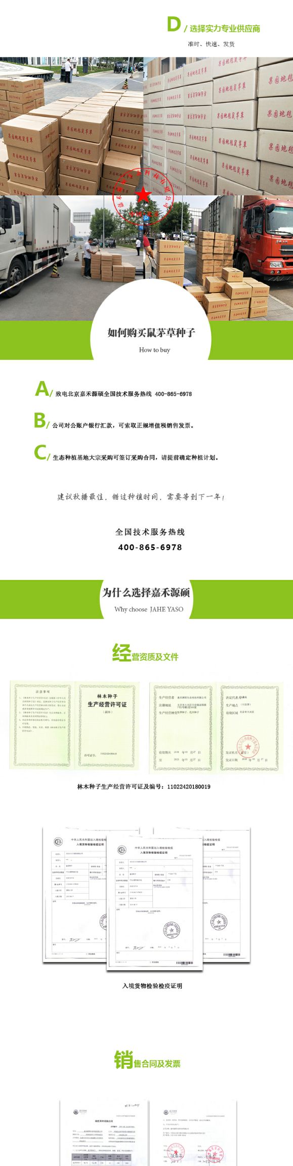  鼠茅草种子/鼠毛草