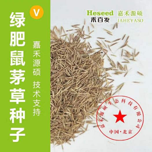  嘉禾源硕鼠茅草种子/鼠茅草种子/绿肥鼠茅草