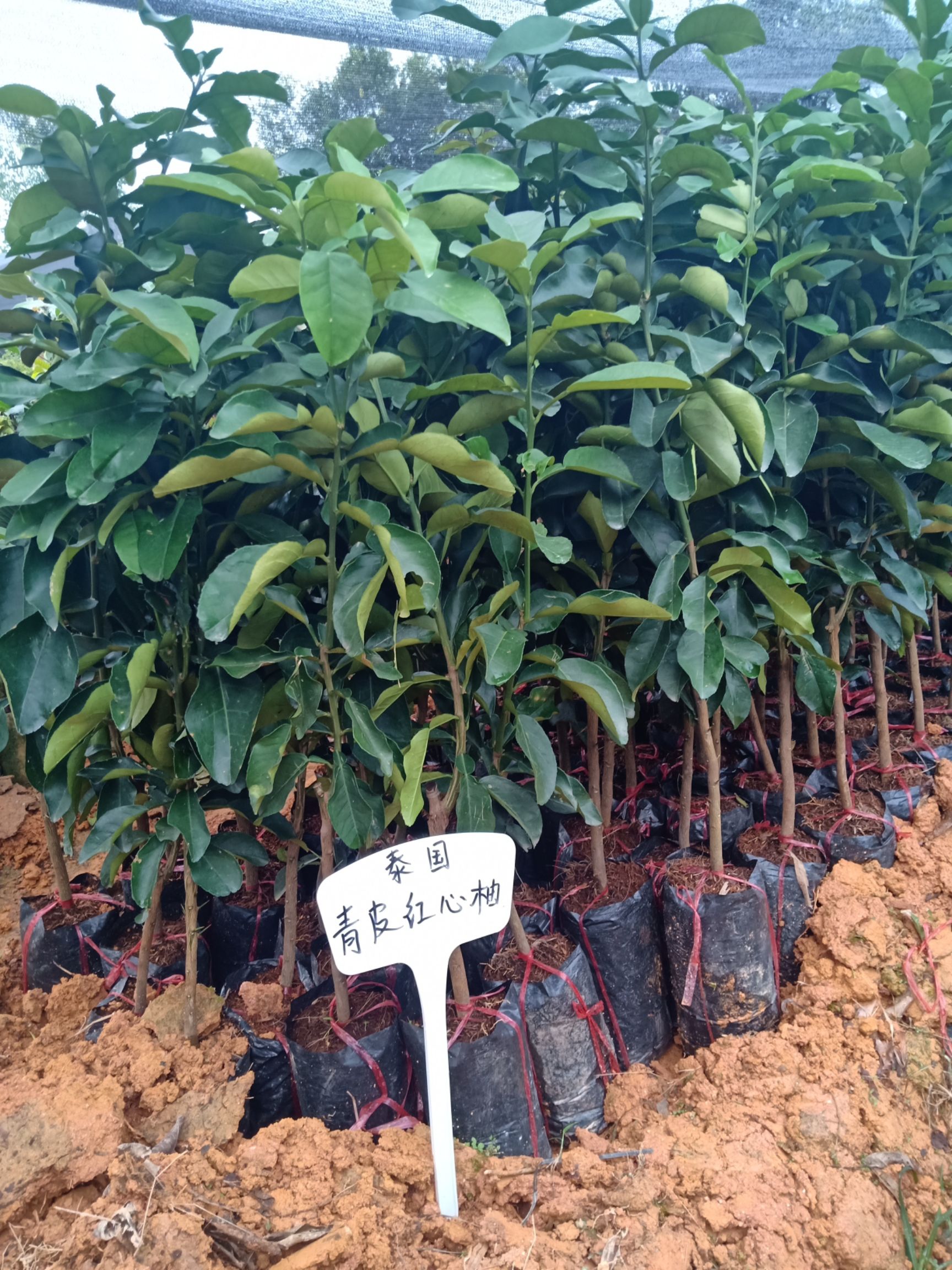 青柚苗 青皮红心柚子苗