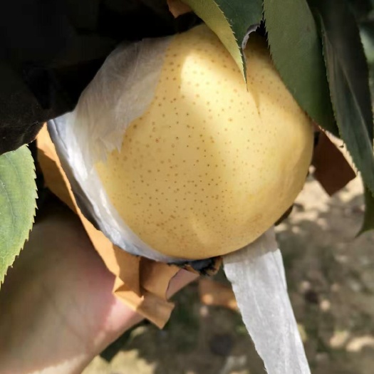 西平县晚秋黄梨 85mm以上 500-550g