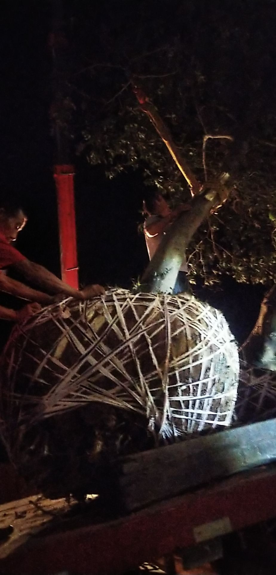 朴树，海量供应胸径18一40公分高杆朴树和从生朴树