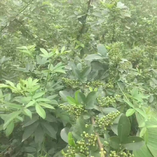 青花椒  ，特麻，价格私谈
