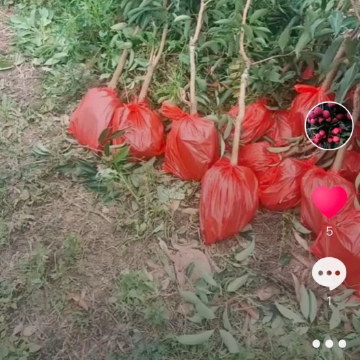 漳浦县无核荔枝苗 福建无核荔枝,仙进奉,观音绿荔枝育苗基地