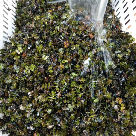 监利市麦黄草籽是虾蟹塘专用冷水草。也是虾蟹的饵料。