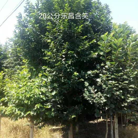 成都 信和园林基地直供，乐昌含笑基地批发，供应各种规格品种乐昌含