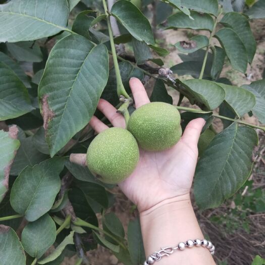 正定县 青皮纸皮核桃