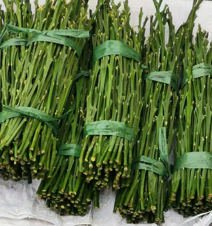 明日见枝条  红美人爱媛28号枝条 明日见 黄美人 甘平 沃柑 春见枝条