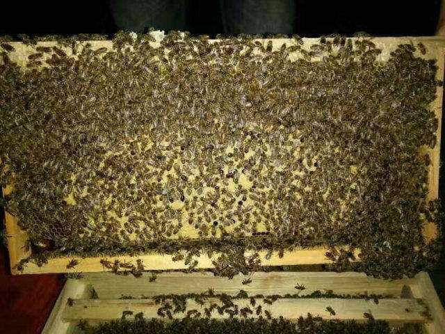 蜜蜂    中蜂 土蜂