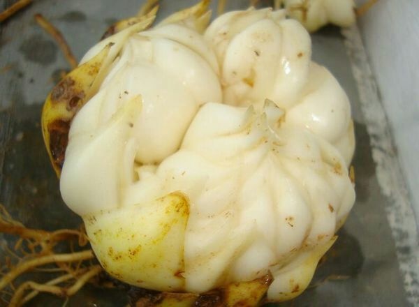 道县 新鲜龙牙百合，出淤泥而不染，光鲜结白。