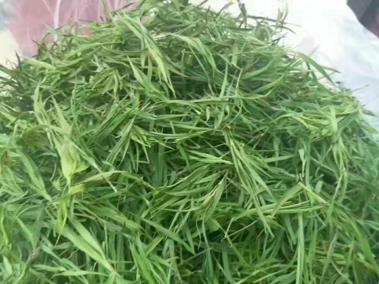 竹叶茶批发 石竹茶 散装淡竹叶 包邮