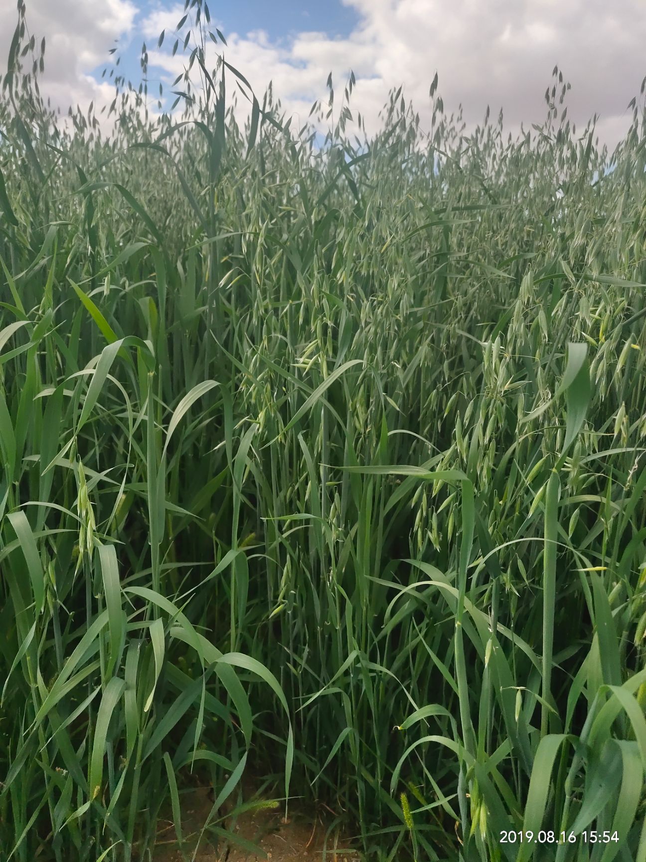 燕麦草常年出售]已上新,机不可失,失不再来,各位老板快来砸单吧!