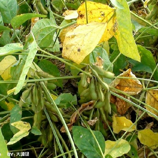 江华县黄大豆 优质黄豆